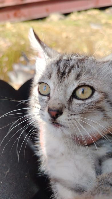 Дарю котят: 3 мальчика и 1 девочка