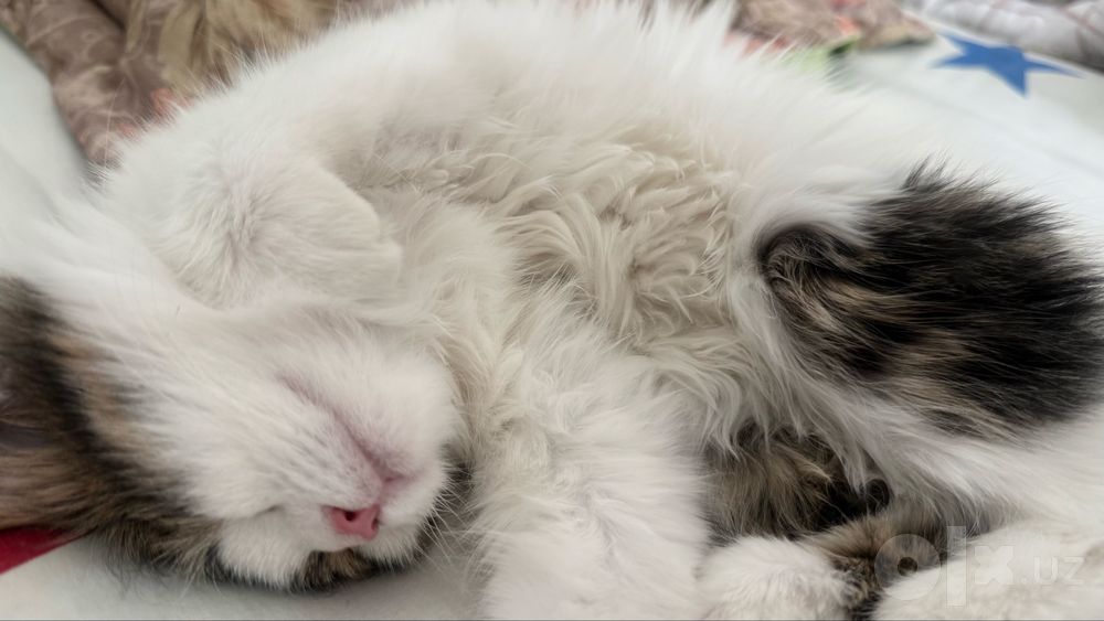 отдадим даром котенка 3 месяца
