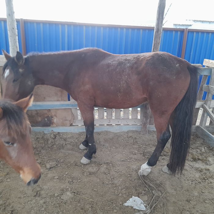 Қыздардың каммингінің порно видеосы