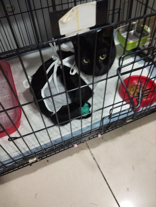 Кошечка в добрые руки