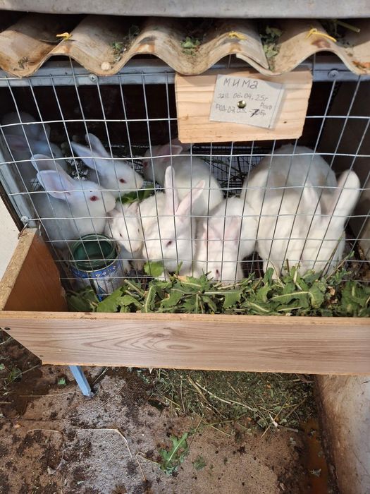 Продавам зайци пеперуда и новозеландски