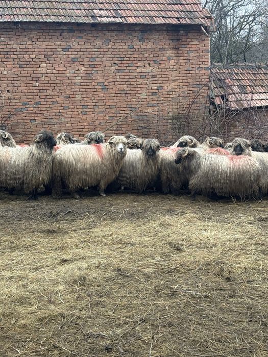 Vand 50 De oi bucalai