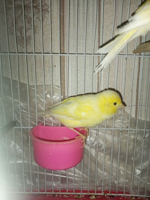 Продаю канарейки