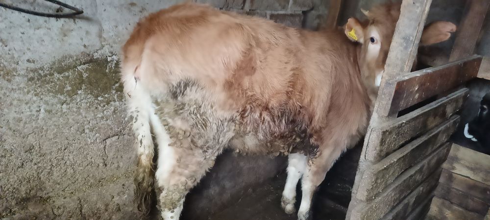 Продам хорошую тëлочку