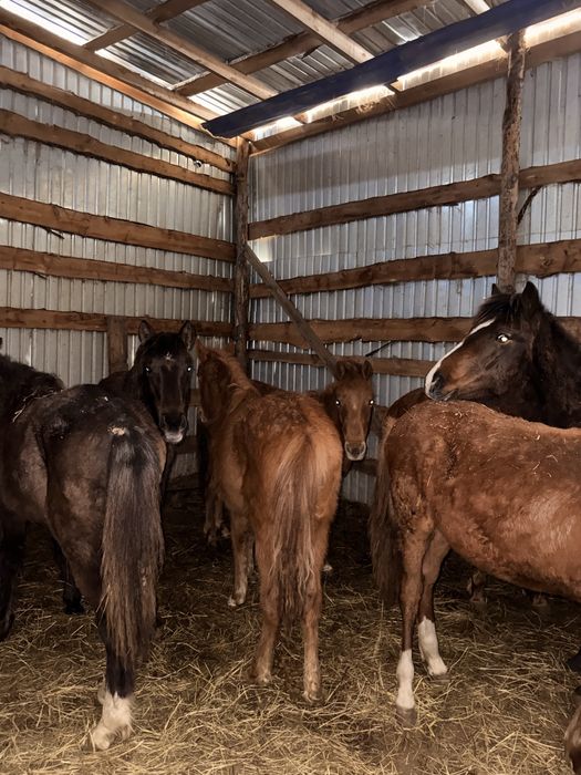 Продам 7 тайчиков