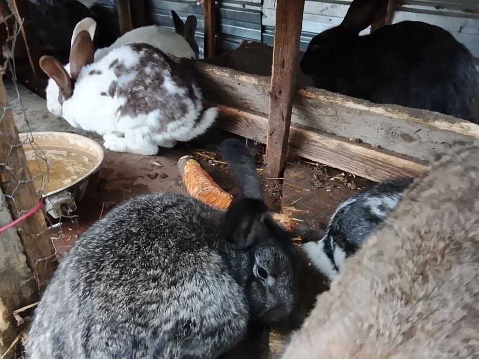 Vând iepuri talie mare și talie mica