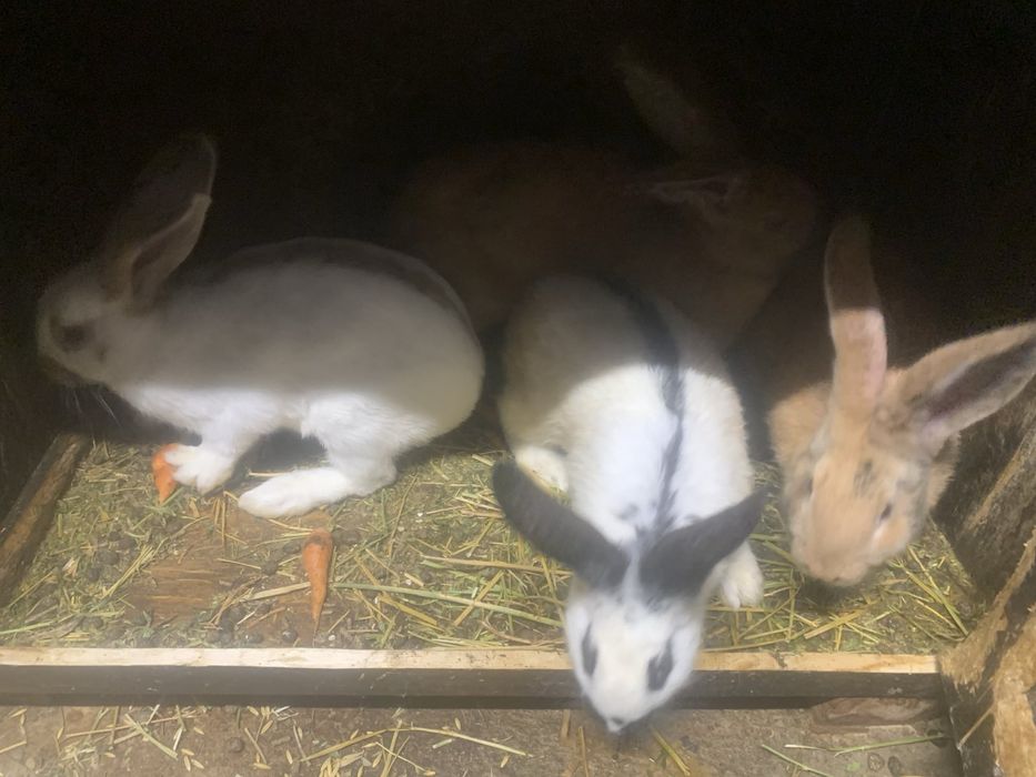 Налични зайци различни породи