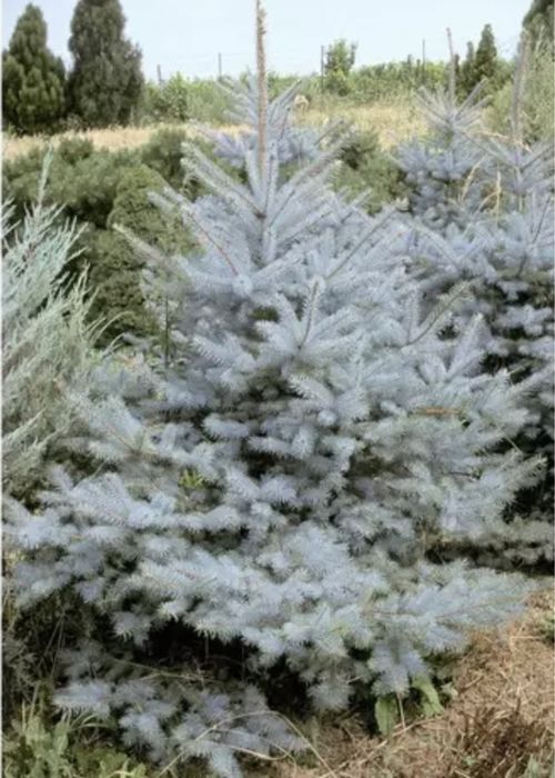 Голубые ели