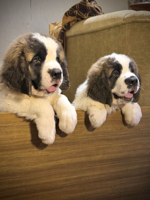 Продам щенков Сенбернара (Бетховен)