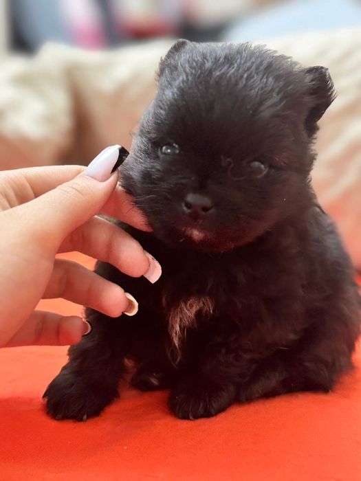 Померанский шпиц