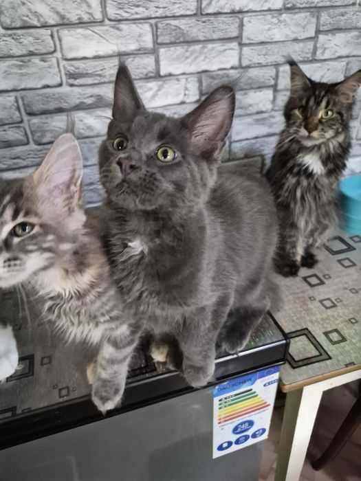 Котята мейн кун. Готовы ехать к вам
