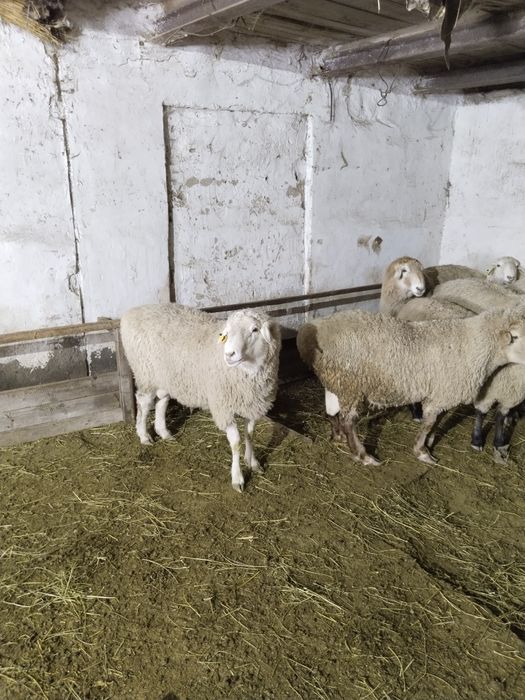 Кошкар.. Кошкар кошкар