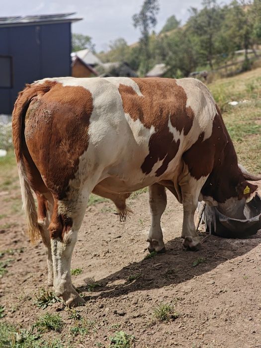Vând taur bălțat