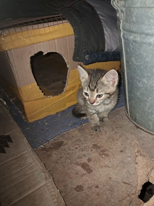 Котята месячные,
