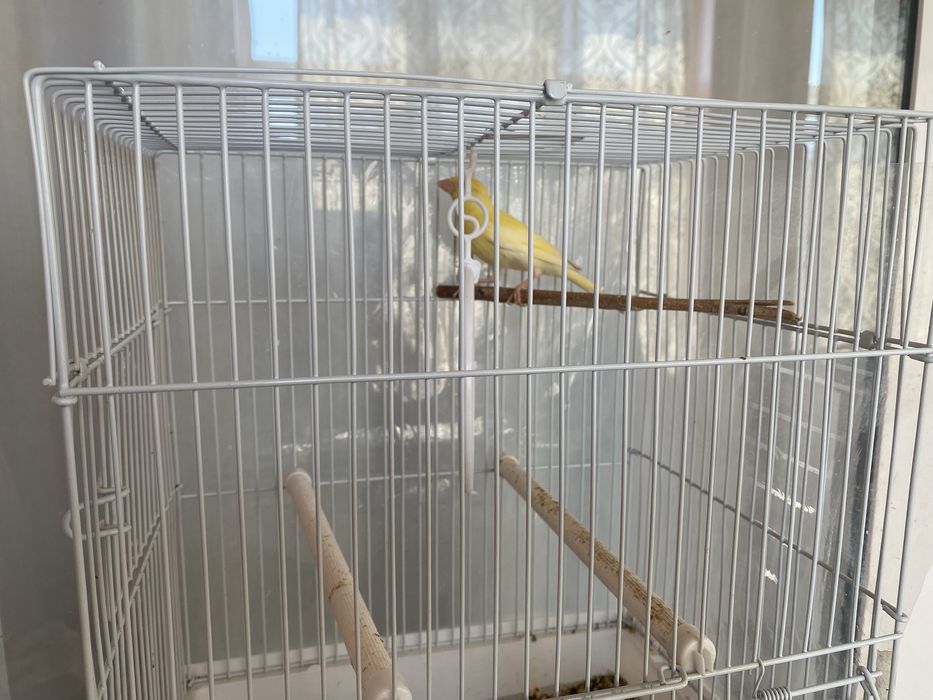 Канарейка сотилади срочно