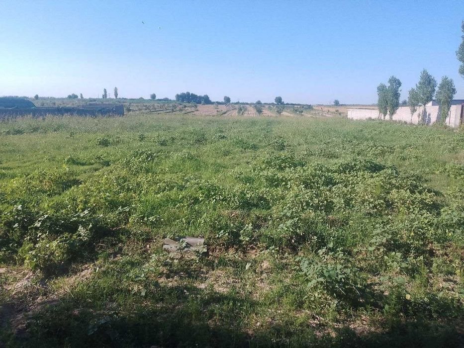 Чиноз, Эшонободда 52 соток участка сотилади