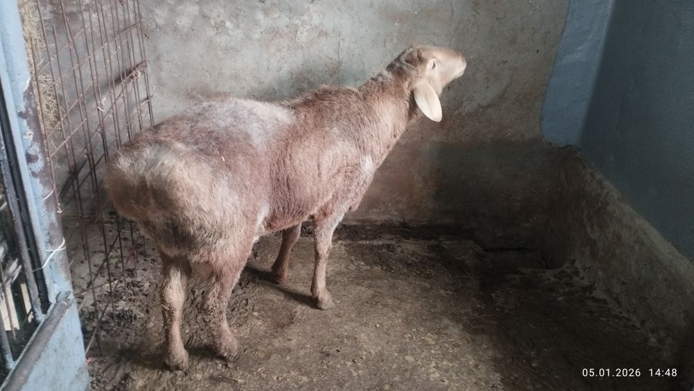 Qo'chqor arashan sotiladi