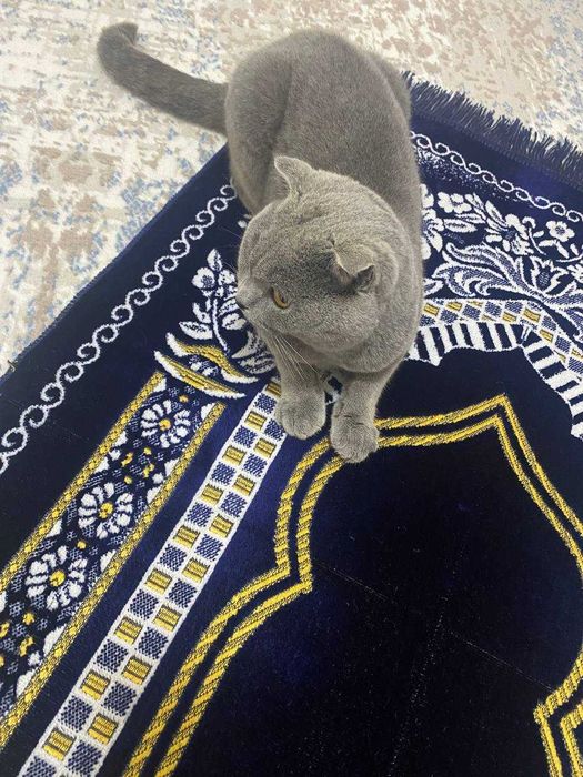 Scottish fold (ERKAK)