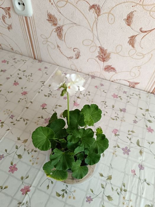 Герань цветущая пеларгония