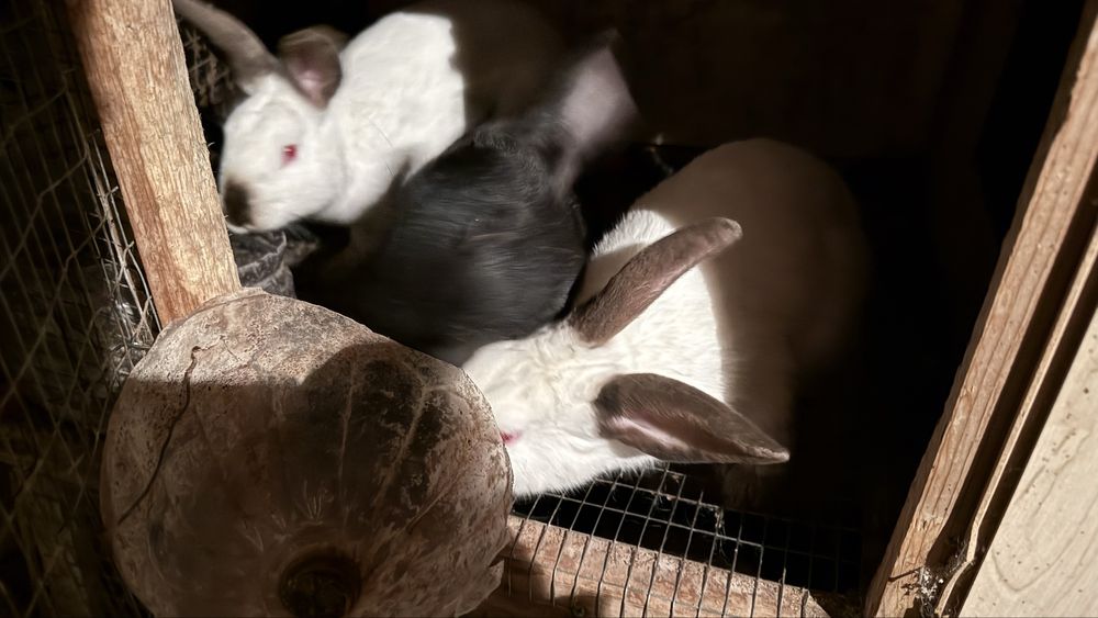 Quyon kota-kichkinalari bor