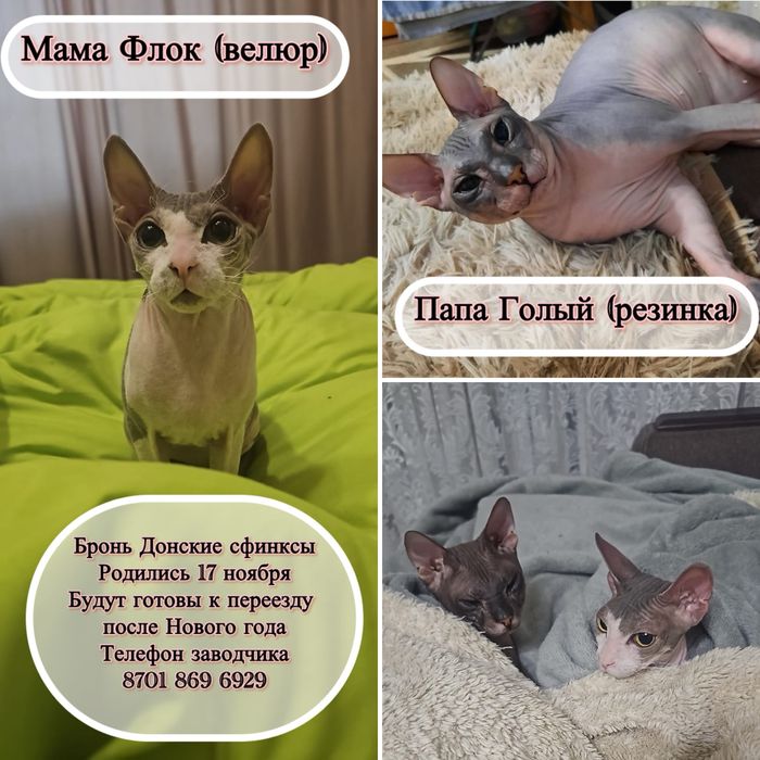 Котята Сфинксы БРОНЬ