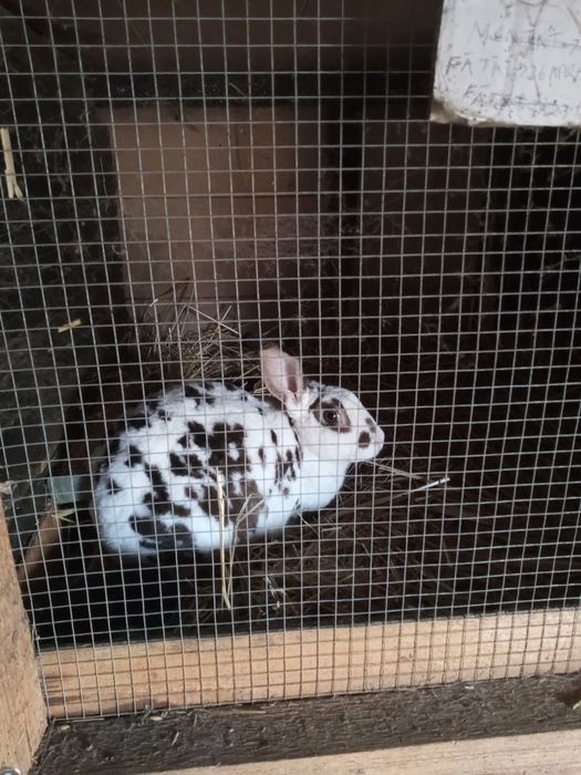 Iepurași rex sau maturi