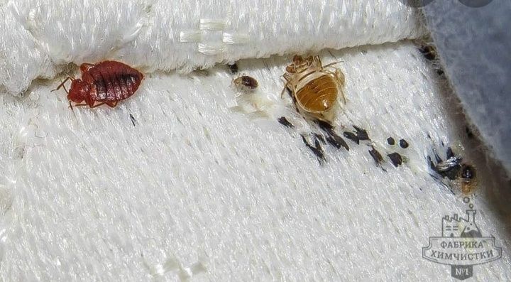 Гектор от клопов.Уничтожение клопов.Эффективно своими силами