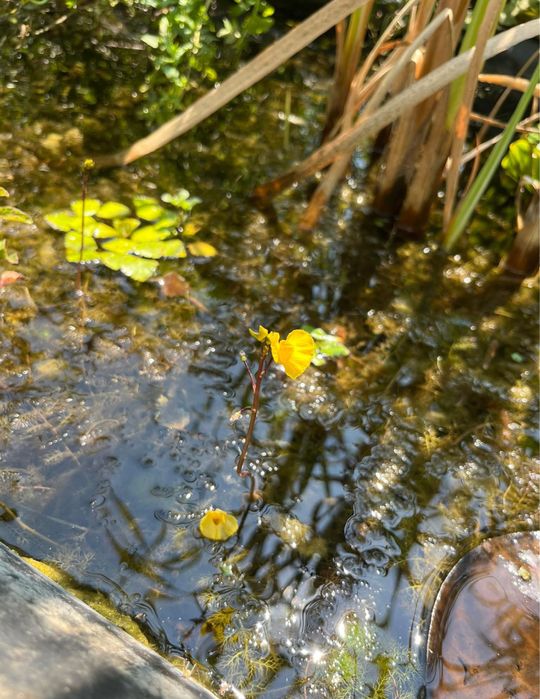 Plante de iaz, iris de balta, plutica, iarba broastei, papura pitica