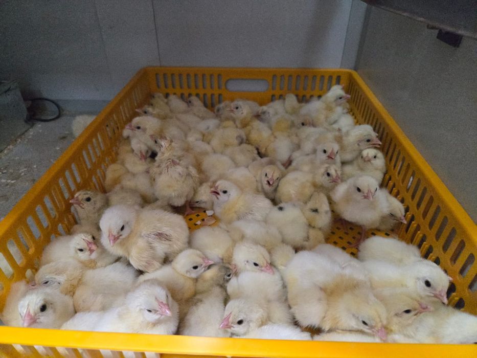 Цыплята продаю суточных