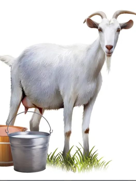 Продам козы молоко
