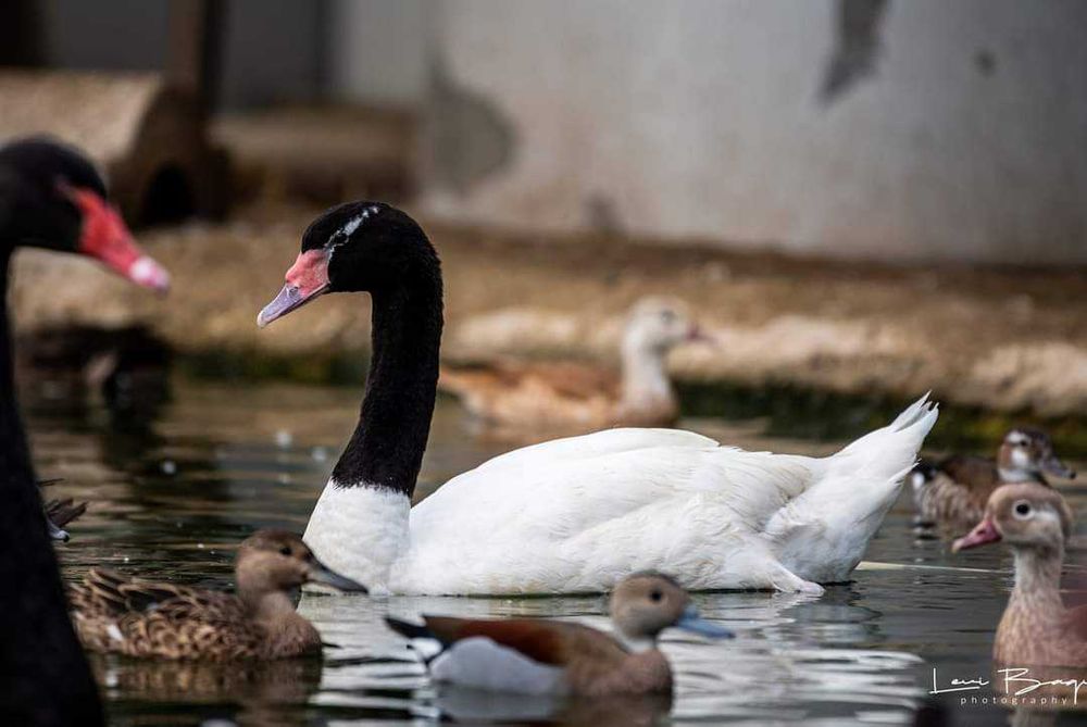 Vând Rațe exotice, de ornament