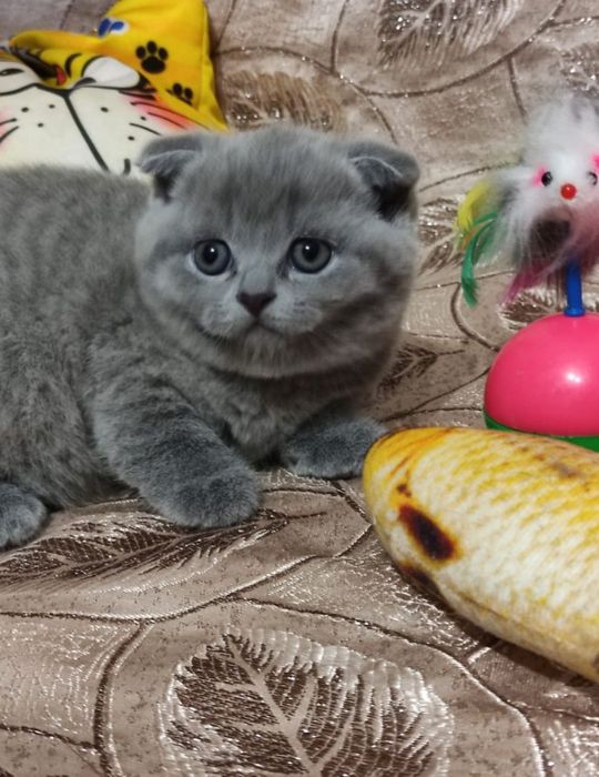 Шотландцы  Голубой  Окрас.