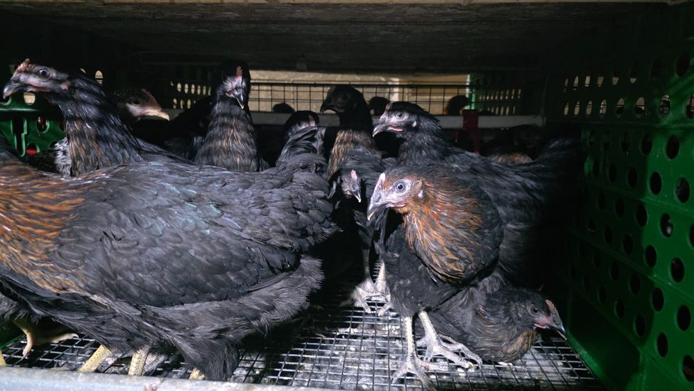 puicute de oua 16 saptamani incep in martie ouatul