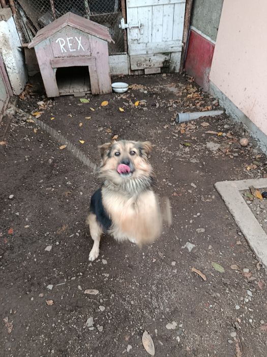Donez câine drăgălaș !
