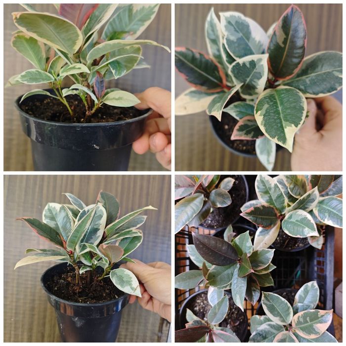 Фикус,сорт Белиз