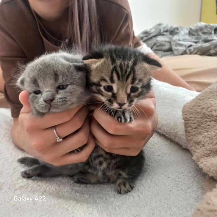 Шотландские котята