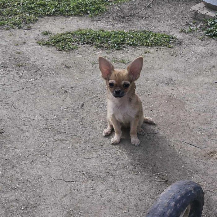 Супер мини чихуахуа