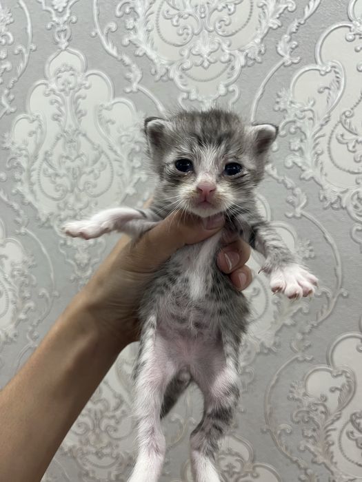 Котята породистые