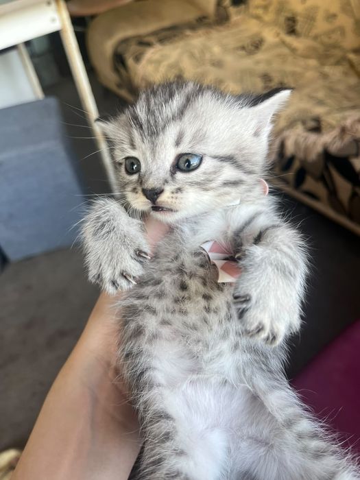 Продам котят мальчики девочки