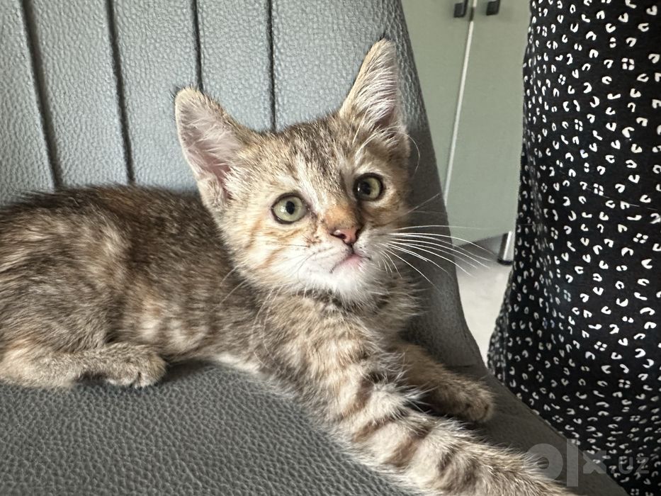 Котенок ищет дом