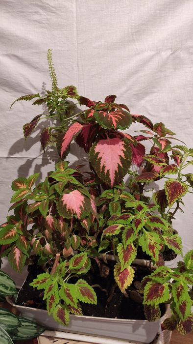 Колеус цветок оригинальный