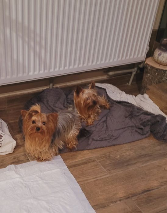 Мини Йоркширски териер