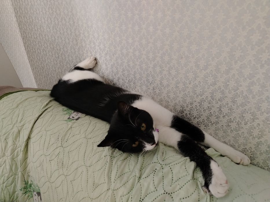 Кот Муся ищет новый дом
