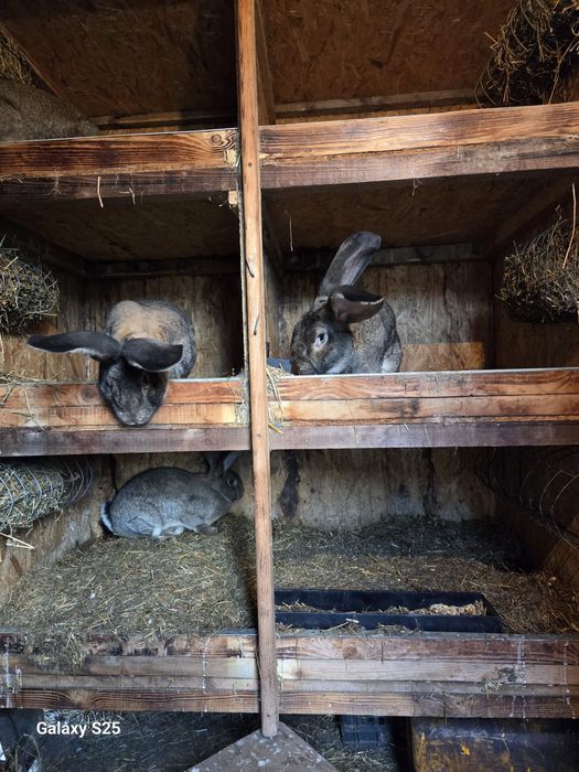 Vând iepuri Uriaș German Gri