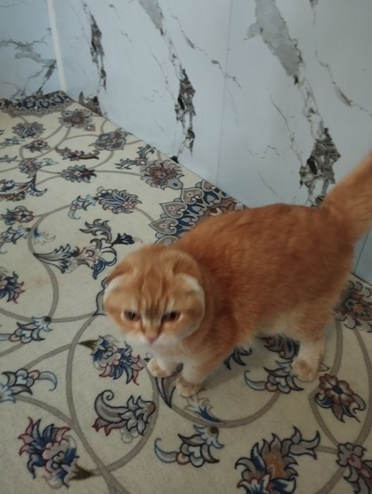 Scotish fold zotli mushuk sotiladi tozza zotli xojatga oʻrgangan