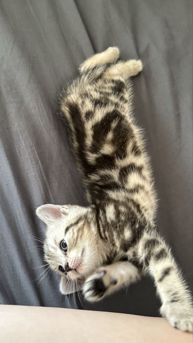 Продам британского котенка