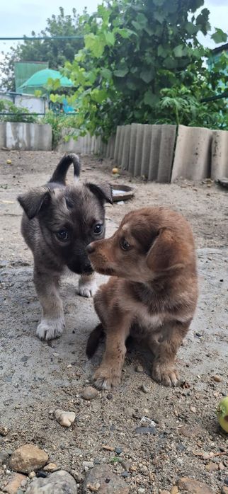 Щенки звоночки и3 мес