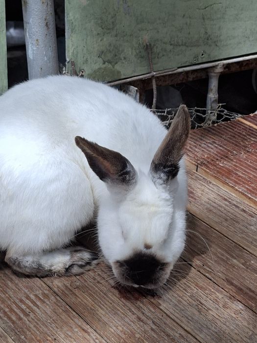 Кролик 9 месяцев