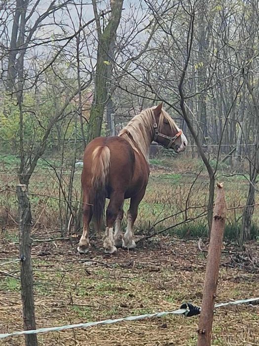 Armăsar de montă