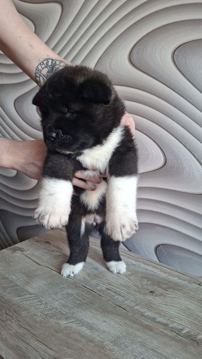 Щенки Американская Акита( СКК,клубные))